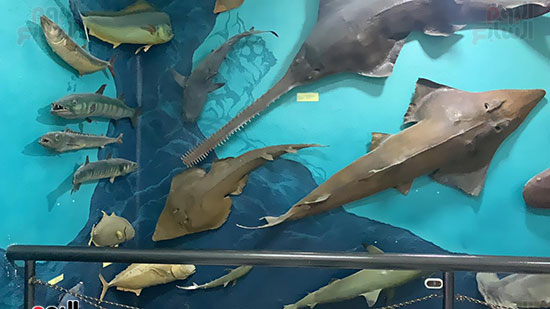 قروش-وسلاحف-وأسماك-ضخمة-ونادرة-داخل-متحف-الغردقة-(10)