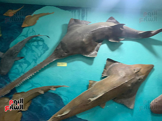 قروش-وسلاحف-وأسماك-ضخمة-ونادرة-داخل-متحف-الغردقة-(9)