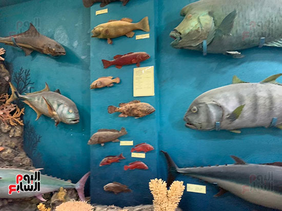 قروش-وسلاحف-وأسماك-ضخمة-ونادرة-داخل-متحف-الغردقة-(5)