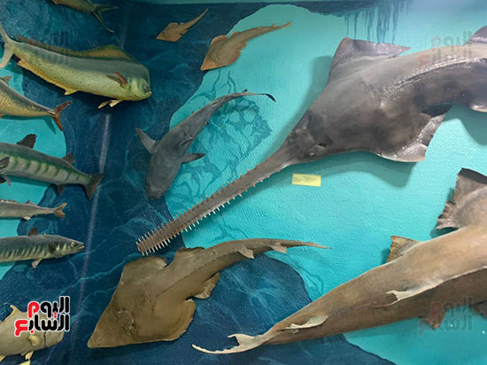 قروش-وسلاحف-وأسماك-ضخمة-ونادرة-داخل-متحف-الغردقة-(6)