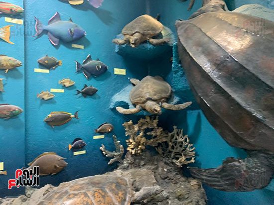 قروش-وسلاحف-وأسماك-ضخمة-ونادرة-داخل-متحف-الغردقة-(4)