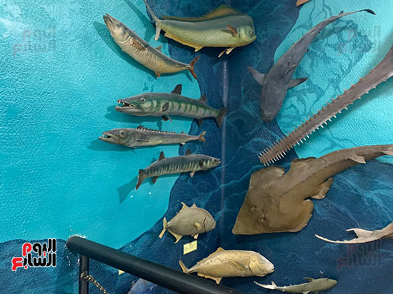 قروش-وسلاحف-وأسماك-ضخمة-ونادرة-داخل-متحف-الغردقة-(7)