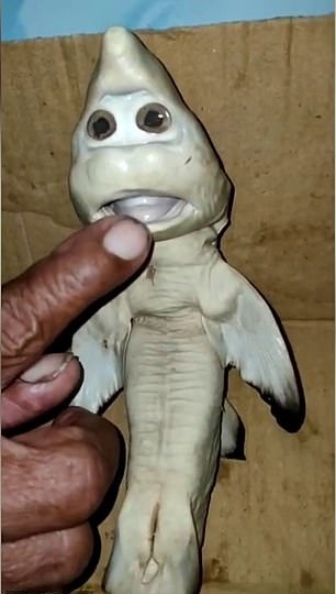 صياد إندونيسى يعثر على سمكة قرش ذو وجه بشرى (2)