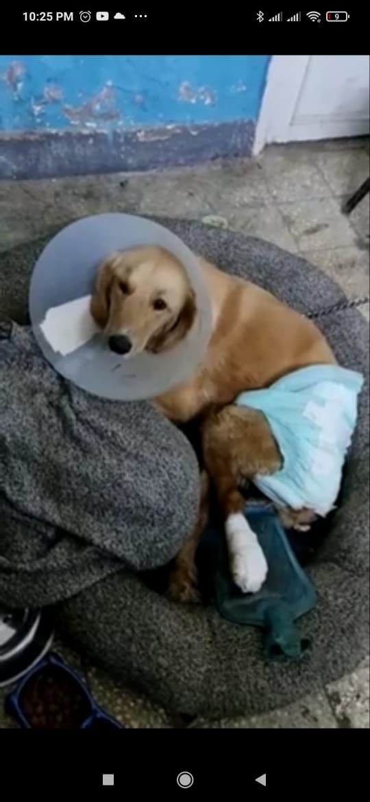 الكلب بعد اجراء العملية الجراحية له