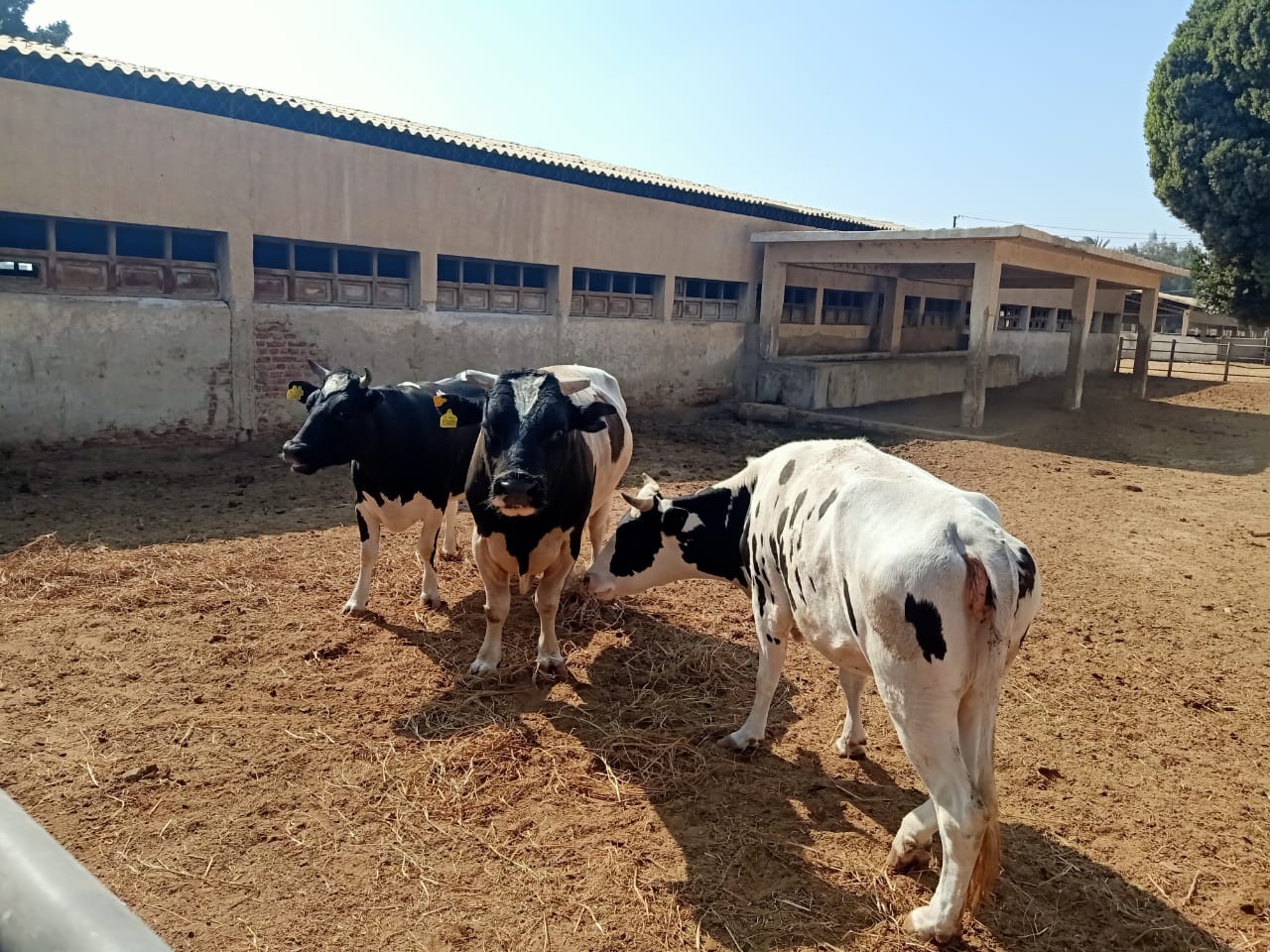 السكرتير المساعد يتفقد مزارع مشروع الثروة الحيوانية (4)