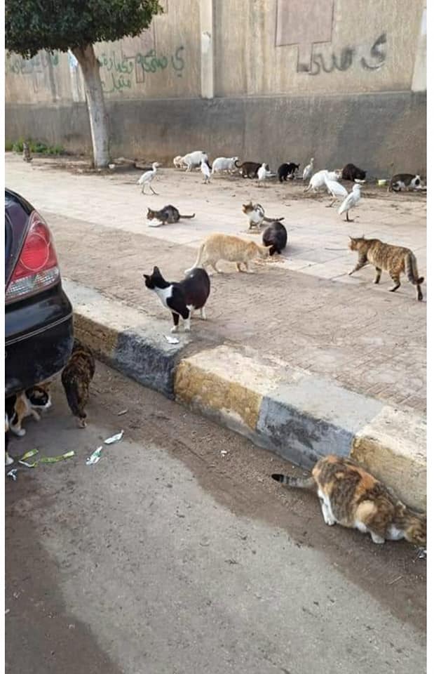 القطط والكلاب ينتظرون طعام  رجل وزوجته