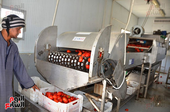 تجهيز-الطماطم-على-الماكينات-الآلية