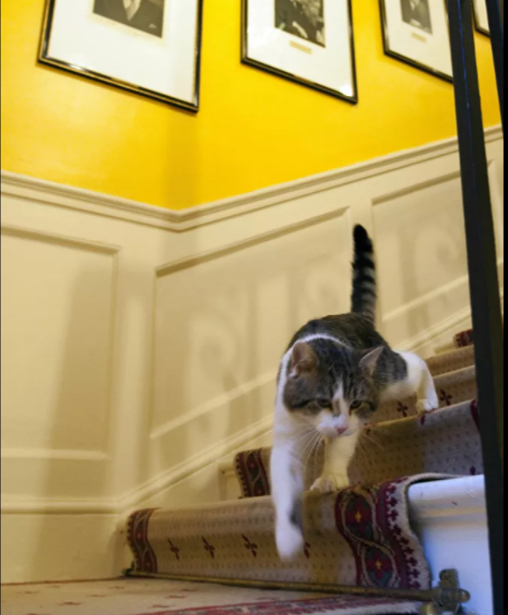 القط لاري ينزل من على السلم في منزل إقامة رئيس الوزراء البريطاني