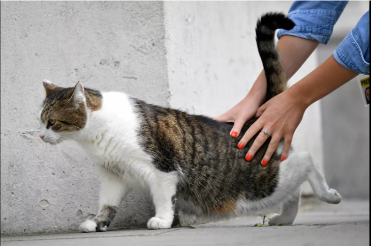 صحفية تلاعب القط لاري عند مقر رئيس الوزراء البريطاني