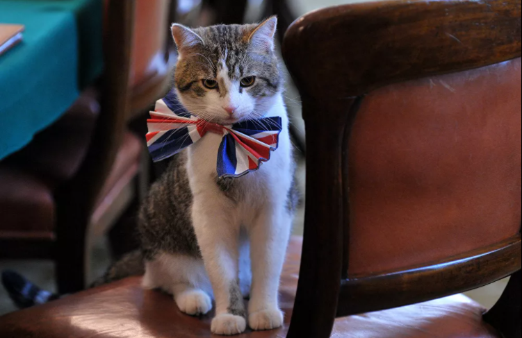 القط لاري يرتدي ربطة عنق بألوان علم بريطانيا