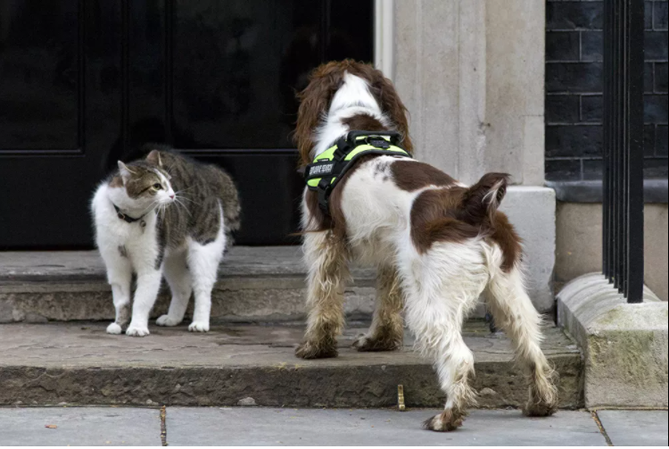 القط لاري في وجها لوجه مع كلب بايلي التابع للشرطة البريطانية