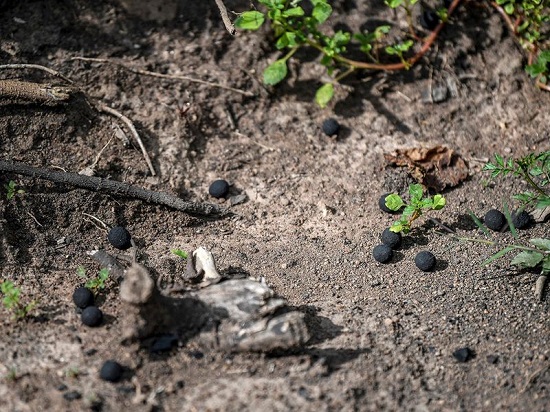 كرات البذور تعالج مشكلة عمرها قرن في كينيا