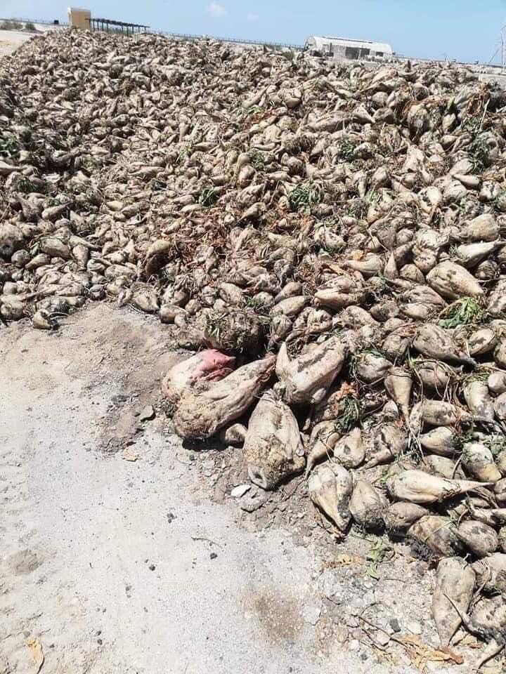 بنجر السكر بنجر السكر