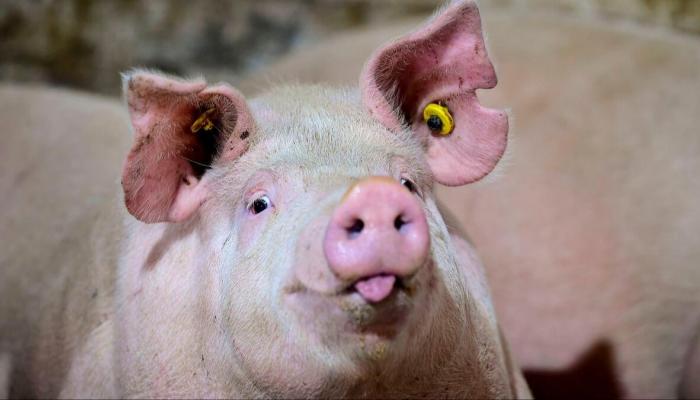 الخنازير السبب فى انتشار الفيروس