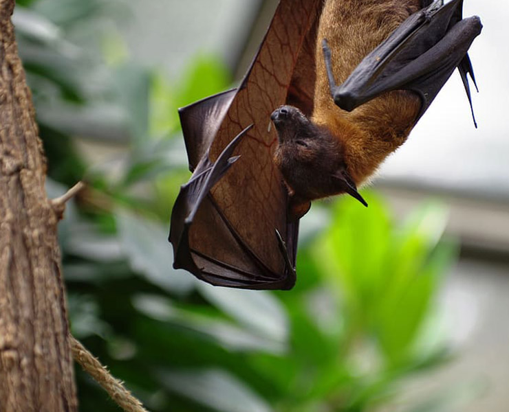 الخفاش سبب انتقال الفيروسات للبشر