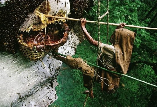 مهنة جمع العسل يعتمد عليها معظم القرويين عليها رغم خطورتها