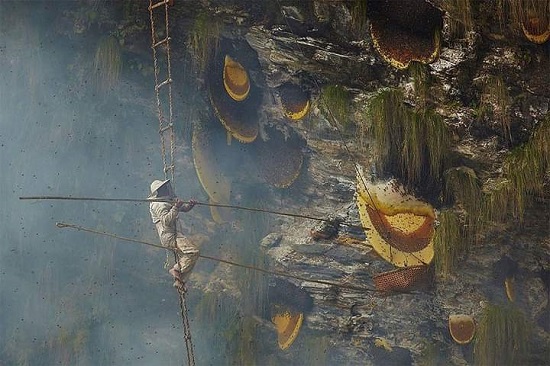 مهنة جمع العسل تمارس في نيبال منذ آلاف السنين