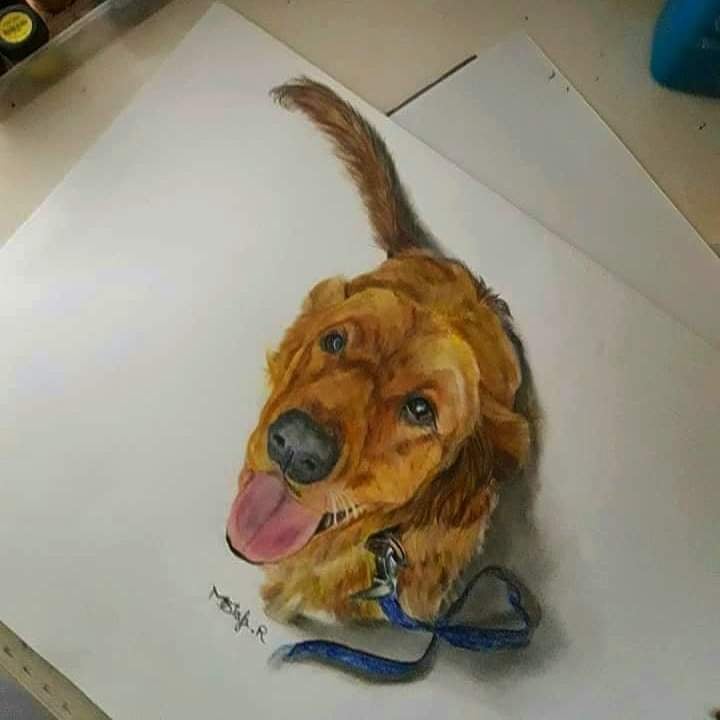 أحد الرسومات لكلب