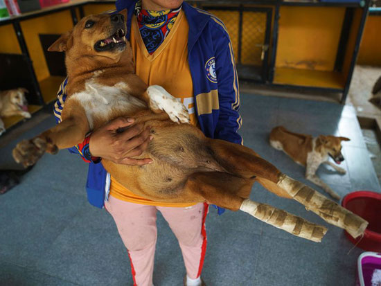 كلاب ضالة معوقة ظاهرة منتشرة في تايلاند