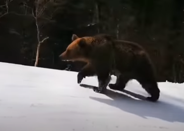 المتزلج يصور الدب