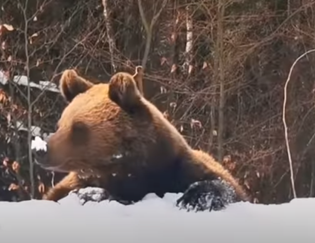 الدب خلال تعقب الشاب