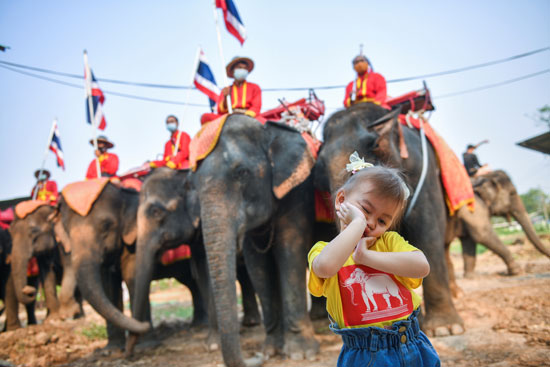 طفلة تقف لالتقاط صورة تذكارية أمام الأفيال