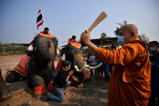 يوم الفيل الوطني في تايلاند يطلق عليه يوم تشانغ تاي