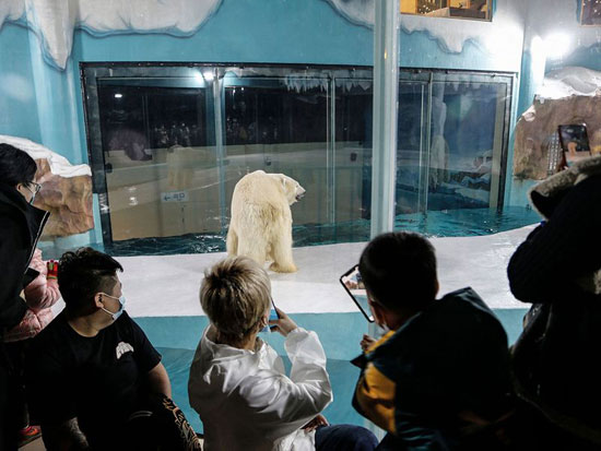 ينظر الناس إلى الدببة القطبية داخل سياج