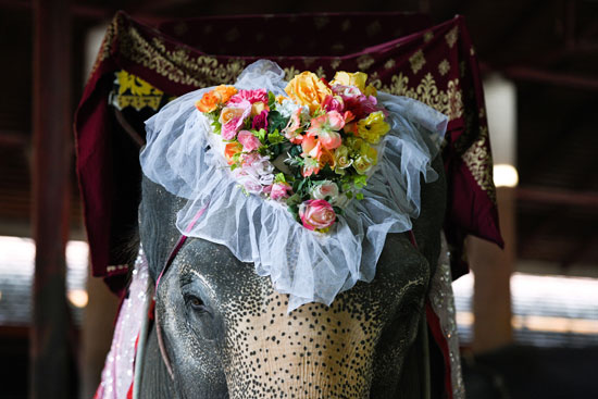 فيل مزين بالورود على شكل قلب قبل الاحتفال بعيد الحب