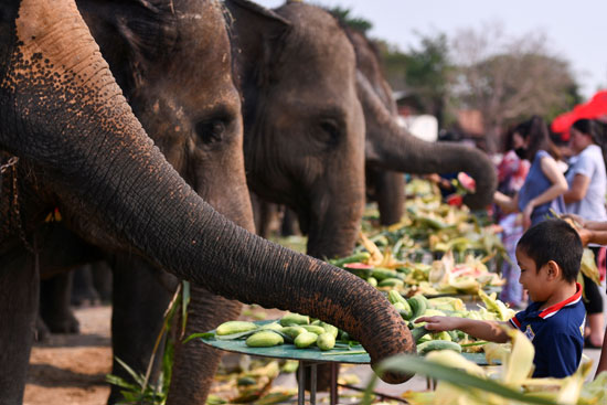 اعتمد الشعب التايلاندي على الفيلة لحماية البلاد أثناء الحرب