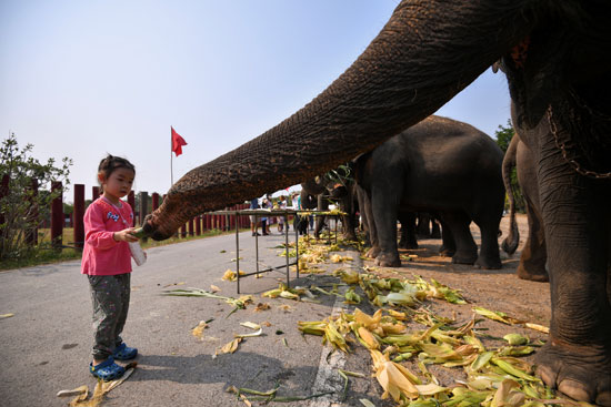 يتعلم الأطفال التايلانديون عن الأفيال في القصص والأغاني الشعبية