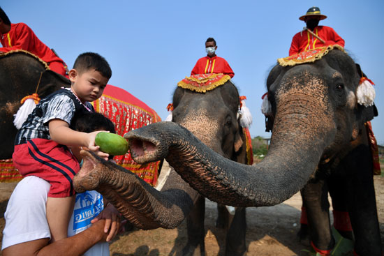 طفل يطعم فيلًا خلال الاحتفال بيوم الفيل الوطني