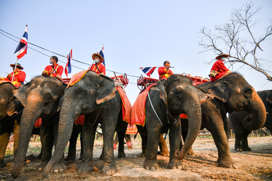 يوجد عدة جميعات لحماية الأفيال في تايلاند