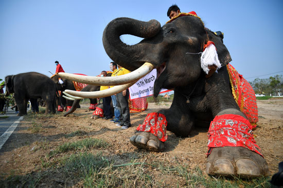 تعود العلاقة بين الشعب التايلاندي والفيلة إلى قرون