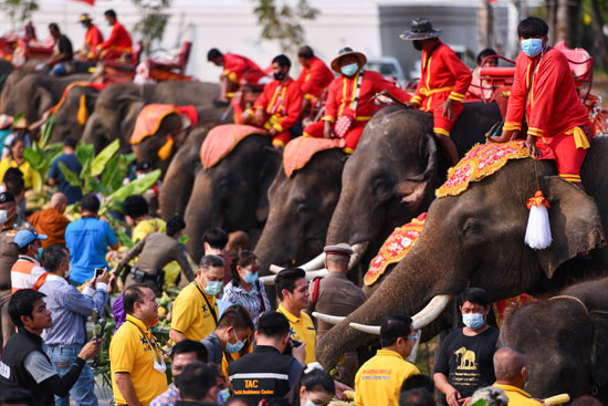 الاحتفال بيوم الفيل الوطني في تايلاند