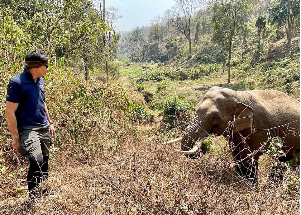 فيل يتعرف على طبيب عالجه من 12 عاما في تايلاند..  (3)