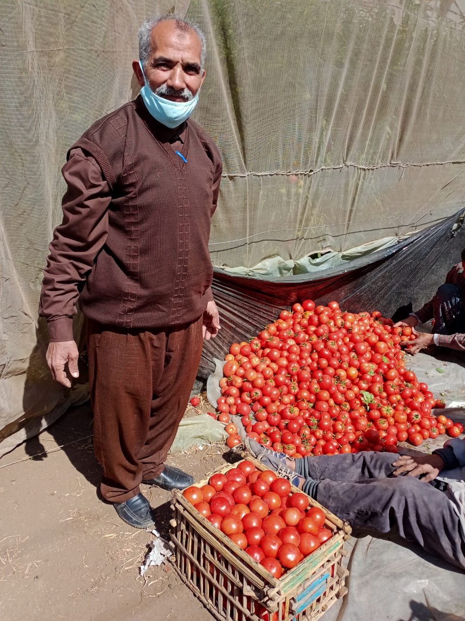 انتاج محصول الطماطم