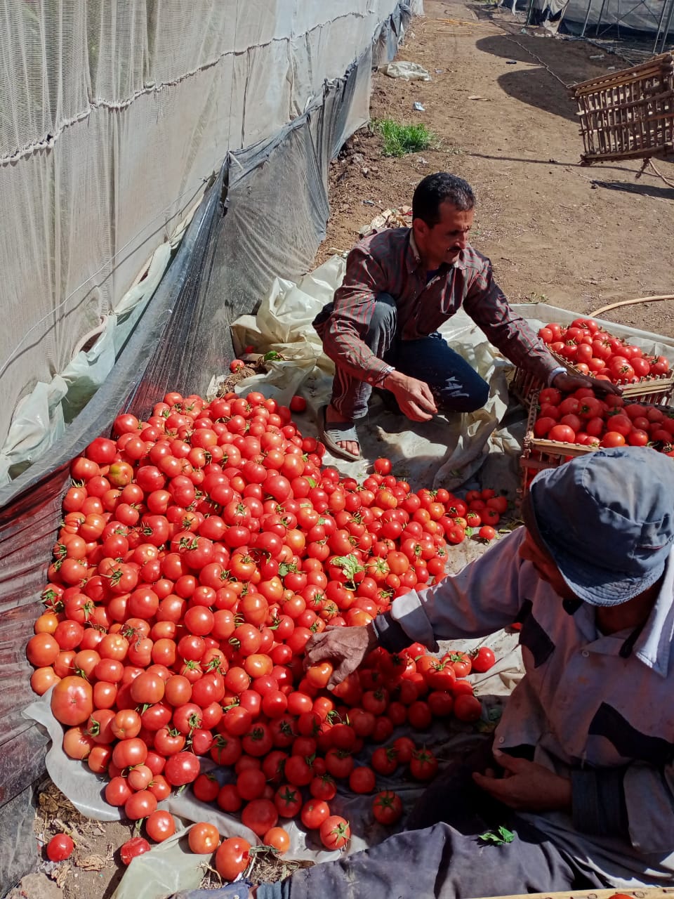 انتاج طماطم بتقاوى مصرية