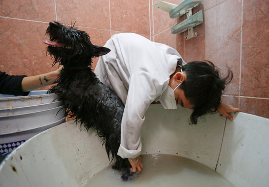 استحمام الكلاب (10)