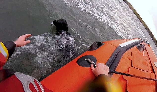 لحظة انقاذ كلب من الموت بحر الشمال في المملكة المتحدة (1)