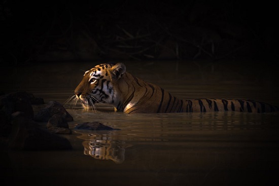 وقت الاستحمام. نمر البنغال. محمية تادوبا أنداري للنمور