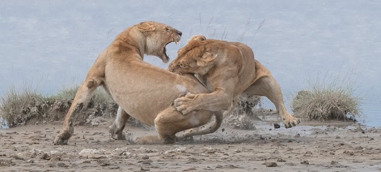 قتال الأسودمن تنزانيا الجائزة الذهبية في سلوك  الثدييات