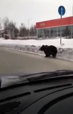 الدب يجرى فى الشوارع