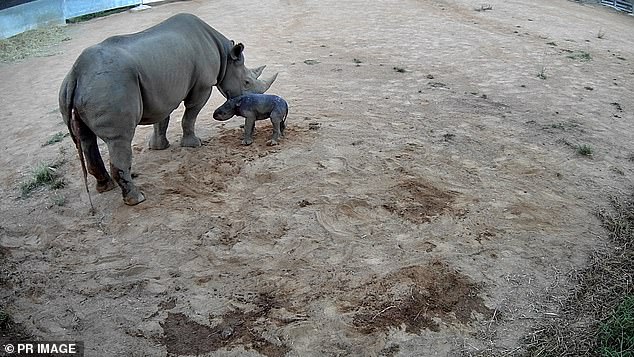 وحيد القرن الأسود النادر