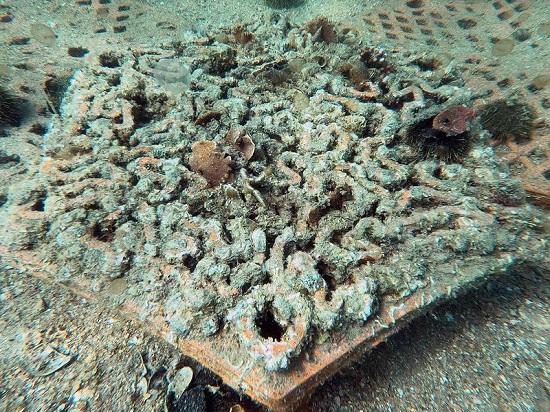 الشعاب المرجانية هي مستعمرات لمليارات من اللافقاريات