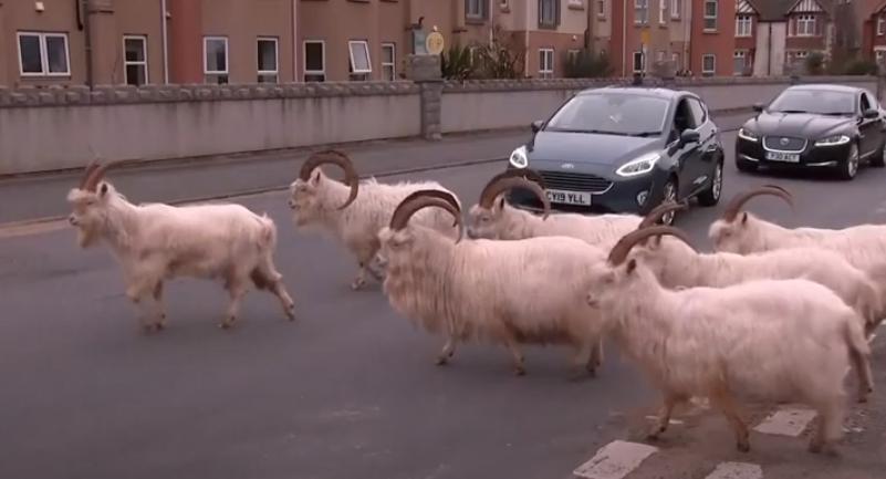 الماعز يسير فى الشوارع