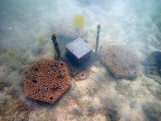 شعاب المرجانية مصطنعة