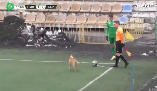 الكلب فى الملعب