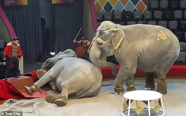 الفيلة يضربان بعضهما