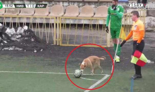 الكلب يحرك الكرة